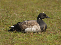 Brent Goose