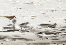 Dunlins and Sanderlings