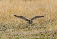 Whimbrel