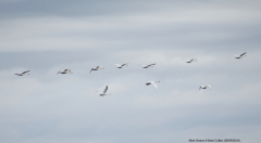 Mute Swans