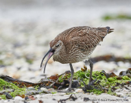 Whimbrel