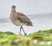 Whimbrel