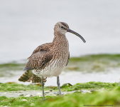 Whimbrel