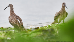 Whimbrels