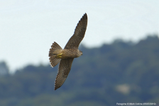 Peregrine