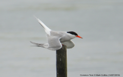 Common Tern