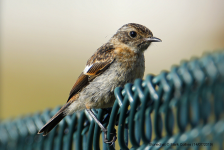 Stonechat