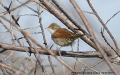 Whitethroat