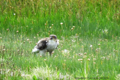 Sparrowhawk