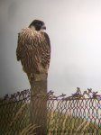 Peregrine