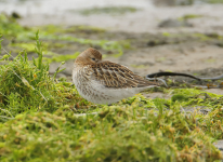 Dunlin