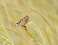 Linnet