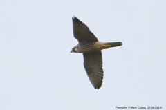 Peregrine