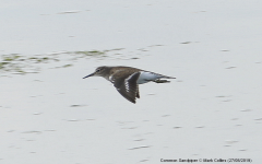 Common Sandpiper