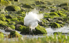 Little Egret