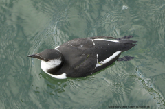 Guillemot