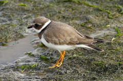 Ringed Plover