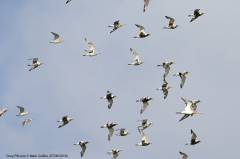 Grey Plovers