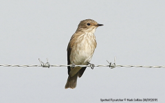 Spotted Flycatcher