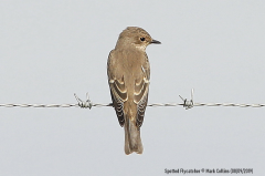 Spotted Flycatcher