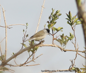 Blackcap