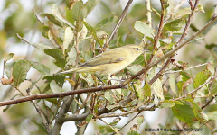 Chiffchaff