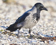 Hooded Crow