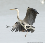 Grey Heron