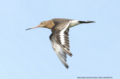 Black-tailed Godwit 