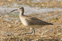 Whimbrel