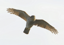 Sparrowhawk