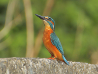 Kingfisher