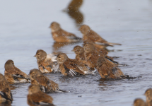 Linnets