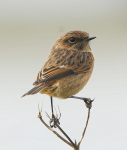 Stonechat