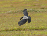 Hooded Crow