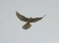 Kestrel