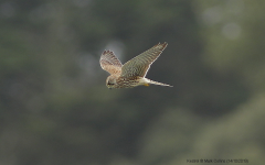 Kestrel