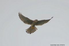 Kestrel