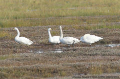 Whooper Swans