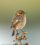 Stonechat