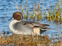 Pintail