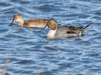 Pintail