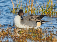 Pintail