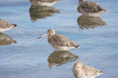 Black-tailed Godwit 