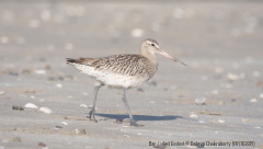 Bar-tailed Godwit