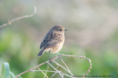 Stonechat