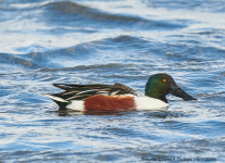 Shoveler