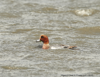 Wigeon