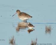 Black-tailed Godwit 