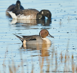 Pintail